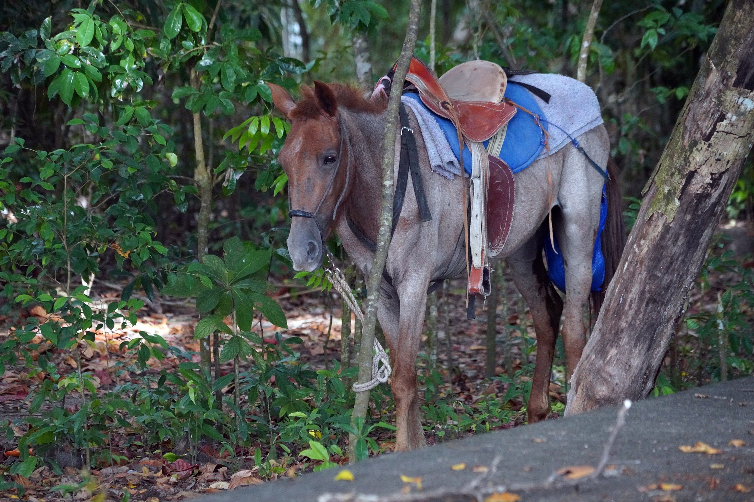 Costa Rica - Février 2025